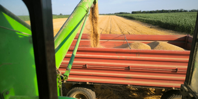 Prodajem 100 t pšenice 3. Klasa Hektolitar 80+ Ponude