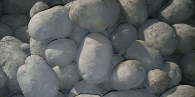 Продајем јестиви кромпир следећих сорти: Краљица Ана, Јурек и