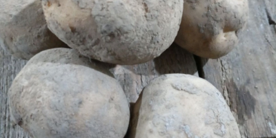 Продајем јестиви кромпир следећих сорти: Краљица Ана, Јурек и