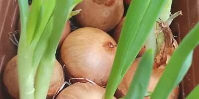 Ofer arpagic cultivat din ceapă cultivată în gazon. Lungimea