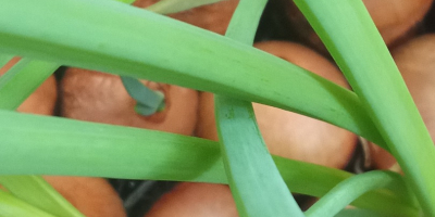 Ofer arpagic cultivat din ceapă cultivată în gazon. Lungimea