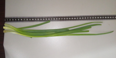 Ofer arpagic cultivat din ceapă cultivată în gazon. Lungimea