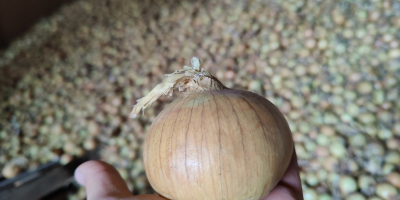 Vendo cipolle gialle confezionate in sacchi da 5-10 kg.