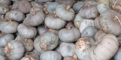 I am selling Crown Prince hybrid pumpkin for baking.