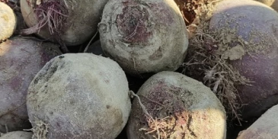 Certified organic red beets of the Monty variety are