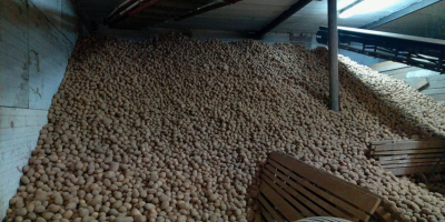 Die Kartoffelsorten Gala, Belana und Vineta sind im Großhandel