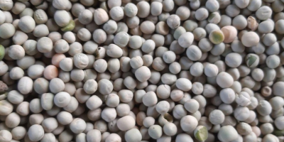 Горох зелений на експорт | Продаж Горох зелений продовольчий
