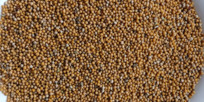 Hello. I have approximately 8-9 tons of white mustard