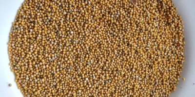 Hello. I have approximately 8-9 tons of white mustard