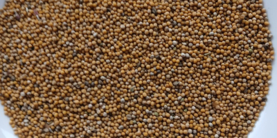 Hello. I have approximately 8-9 tons of white mustard