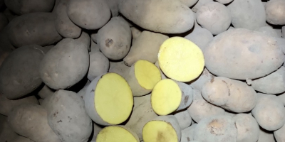 +45 mm, +50 mm átmérőjű burgonyát árulok. Nagyzsákos vagy