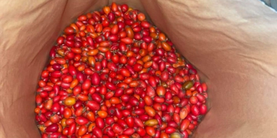 Продајем замрзнути дивљи шипак 40 тона. Најбољи квалитет.