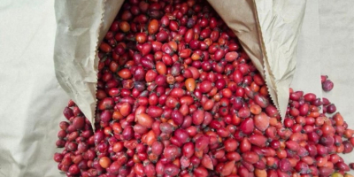 Продајем замрзнути дивљи шипак 40 тона. Најбољи квалитет.