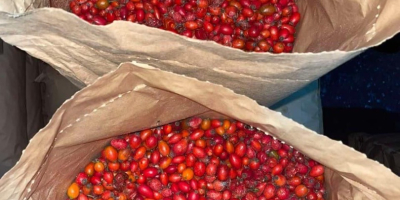 Продајем замрзнути дивљи шипак 40 тона. Најбољи квалитет.