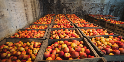 Mele Idared in vendita. Pietrari, Dâmbovița. Circa 5 tonnellate