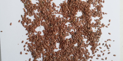 Wir verkaufen braunen Flachs direkt vom Hersteller. FCA Kasachstan.