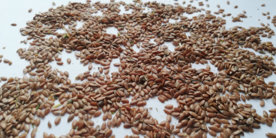 Wir verkaufen braunen Flachs direkt vom Hersteller. FCA Kasachstan.