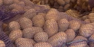 I'm selling edible potatoes of the following varieties: Gala,