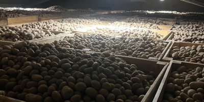 I'm selling edible potatoes of the following varieties: Gala,