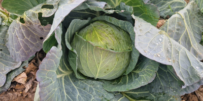 СВЕЖ БЕЛИ КУПУС ДИРЕКТНО ОД ПРОИЗВОЂАЧА, ЧЕКАМО ВАШЕ ПОНУДЕ