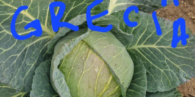 СВЕЖ БЕЛИ КУПУС ДИРЕКТНО ОД ПРОИЗВОЂАЧА, ЧЕКАМО ВАШЕ ПОНУДЕ