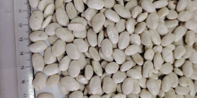 Wir verkaufen Bohnen im Großhandel: - Weiße Bohnen, Kaliber