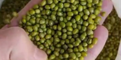 Wir verkaufen Bohnen im Großhandel: - Weiße Bohnen, Kaliber