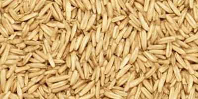 Zab eladó Termelés 2025, 35 lej/zsák 3 dupla darab.