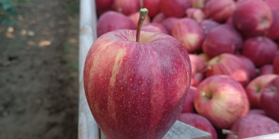 Здравейте, имам 100 тона раирана галия за продажба.