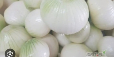 Bună dimineața. Doresc să stabilesc o cooperare pe termen