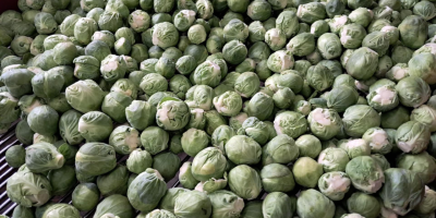 Brussels sprouts for sale, healthy, clean product, packaging negotiable