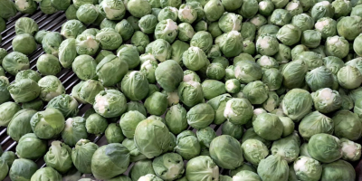 Brussels sprouts for sale, healthy, clean product, packaging negotiable