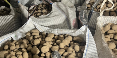 I'm selling Vineta ware potatoes. These potatoes are certified