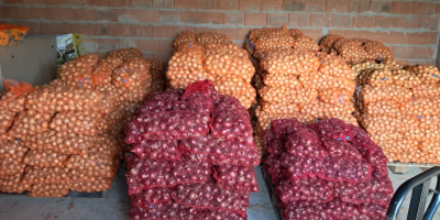 Üdvözlöm! Saját gazdaságomban termesztett magról fehér és vörös hagymát