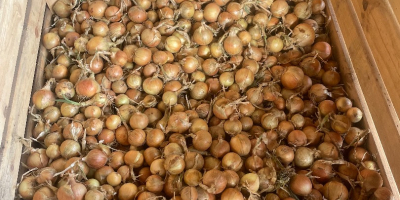 Üdvözlöm! Saját gazdaságomban termesztett magról fehér és vörös hagymát