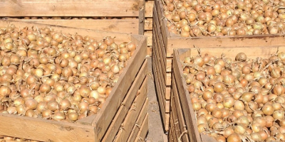 Üdvözlöm! Saját gazdaságomban termesztett magról fehér és vörös hagymát