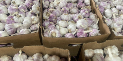 I will sell garlic harnas caliber 50 + 60
