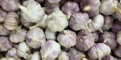 I will sell garlic harnas caliber 50 + 60