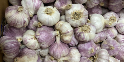 I will sell garlic harnas caliber 50 + 60