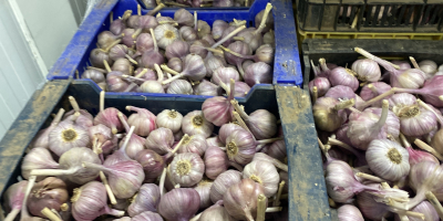 I will sell garlic harnas caliber 50 + 60