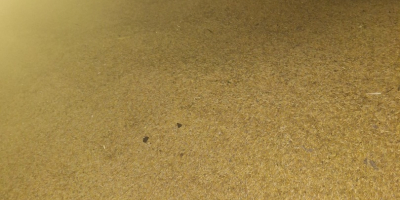 Продавам овес, повече информация по телефона [phone]