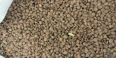 22 tonna kazahsztáni vöröslencse van raktáron. Vámkezelve és ellenőrizve