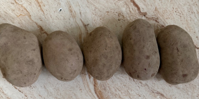 Жути и црвени кромпир, краљица Ана, Коломбо, Лили Есме,