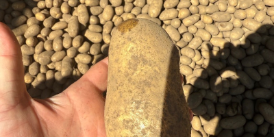 Жути и црвени кромпир, краљица Ана, Коломбо, Лили Есме,