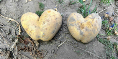 Продајем органски кромпир – сорта СОРАЈА. 50 тона сертификованог