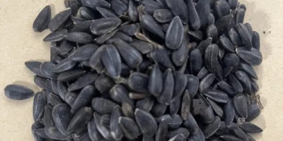 I will sell black sunflower seeds, cleaned to ~99%.