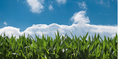 Doresc să cumpăr porumb uscat - orice cantitate (peste