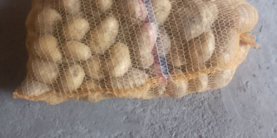 Dénár burgonyát árulok zsákonként 10 PLN-ért. Kérem, vegye fel