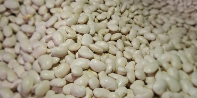 Продајем пуне камионе патуљастог пасуља. Паковање по жељи: 10