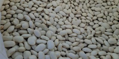 Продајем пуне камионе патуљастог пасуља. Паковање по жељи: 10